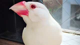 【文鳥】飼い主の愛情と信頼関係が伝わる動画【Java Finch】Video showing the love and trust of the owner