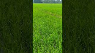 Paddy fields | Nel vayal | நெல் வயல் | Farming traveller | Agriculture | farmer | village | vlog..