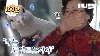 아무리 멀리 보내도 다시 돌아오는 부메랑 비둘기ㅋㅋ ㅣ White Pigeon Always Comes Back No Matter How Far It's Sent Away