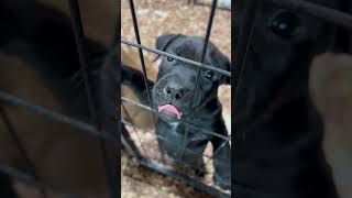 ‼️These pups are Eli/Nigerino bloodline on top Heavy Redboy on the bottom #pitbullpuppies #puppy