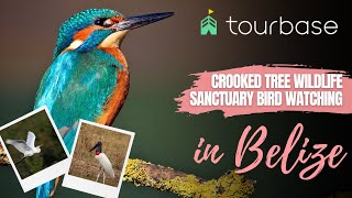 Belize Tourbase - Crooked Tree Wildlife Bird Watching