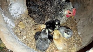 Começou nascer os pintinhas da galinha frisada sura que ta chocando