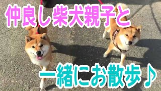 【柴犬】仲良し柴犬親子と一緒にお散歩♪