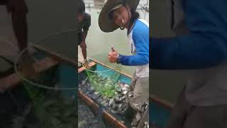 #panen ikan   #saat musim hujan #di kecopokan surganya para pemancing