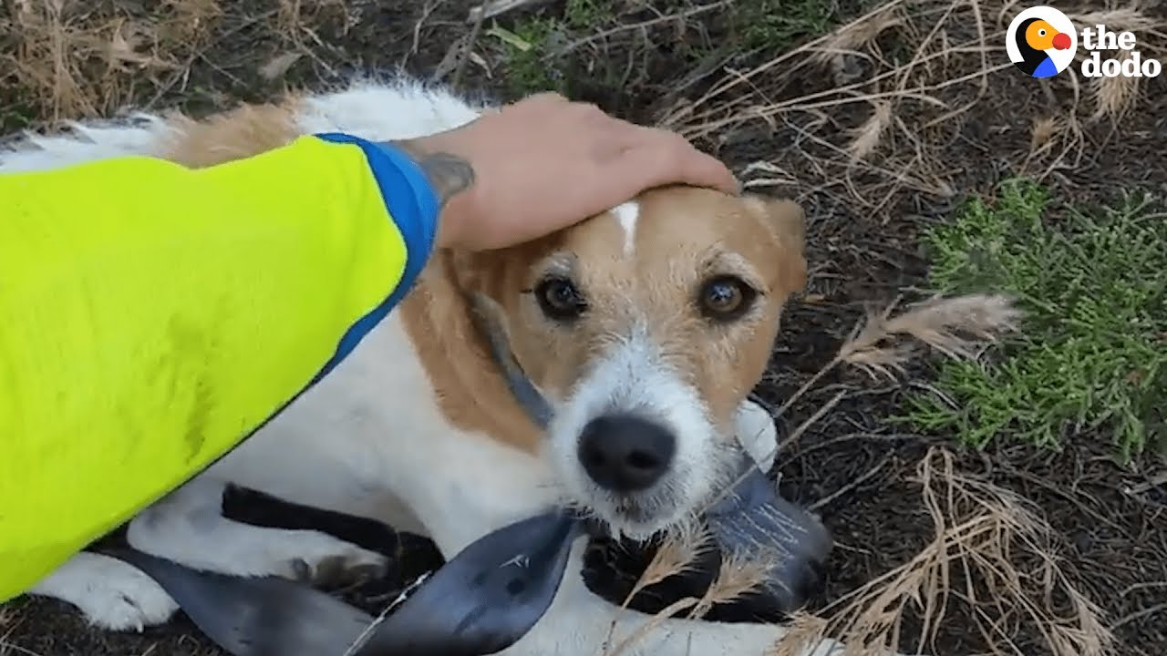 Bikers Rescue Dog Lost In Middle Of Nowhere | The Dodo - YouTube