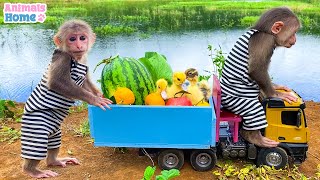 BiBi takes ducklings to harvest fruit in the garden
