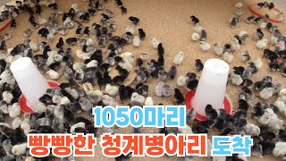 1050마리  빵빵한 청계병아리 도착