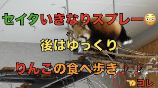 【円山動物園レッサーパンダ】セイタいきなりスプレー😳後はゆっくりりんごの食べ歩き♪♪