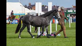 Dumfries Show 2019