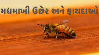 મધમાખી ઉછેર અને તેના ફાયદાઓ કઈ રીતે ?? @SPvlogs2309 #viral #youtube