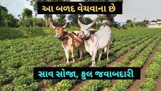 બાઘા ભાઈ: 7567026692 , આ બળદ વેચવાના છે @DRKisanHelp_DilipRam