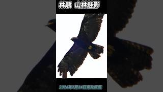 林鵰_山林魅影D-2_東北瘋鷹(新北)_2024-07-14