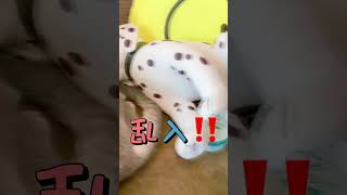 仲良くなってきた？ネコと犬 やきもちやきのミニピン