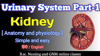 Urinary System | Renal System | Bsc Nursing 1st year | Anatomy and physiology | kidney