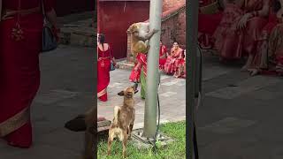 ll Monkey vs Dog Fight ll बाँदर र कुकुरको लडाई ll