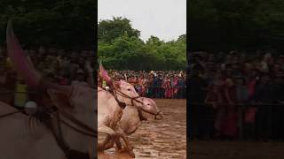 हरेकर मामा ची बैलजोडी लाडका सोन्या #shortvideo #bull #bailgadasharyatkokan #kokan