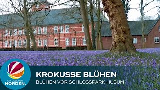 Drei Wochen früher: Krokusse in Husum blühen schon