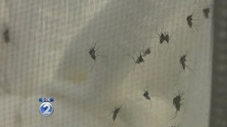 New mosquito-transmitted disease spreading worldwide, 9 cases confirmed in Hawaii