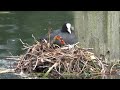 coot with chicks in the nest