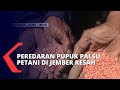 Tergiur Harga Murah Petani di Jember Beli Pupuk Palsu, Tanaman Jadi Rusak dan Kerdil!