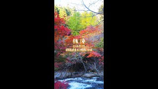 こわだき(強滝)【福島県東白川郡鮫川村】 #Short #Shorts