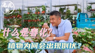 【养花必懂小知识】什么是春化？植物为何出现倒伏？养花必懂小知识！Tips and tracks for vernalization.