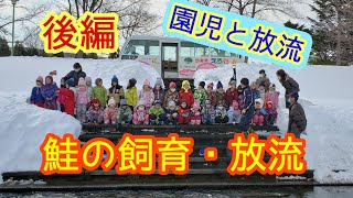 鮭の発眼卵 300個を自宅で飼育して稚魚を放流 【園児35名と放流】   #恵庭市 #鮭の飼育 #鮭の放流