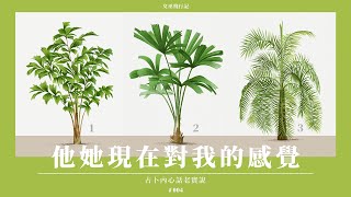 全新字卡🍀現在想到你時 感覺如何🌿有什麼話想說｜對方狀態\u0026想法 + 下一步打算｜直白慎入｜無時間限制 Timeless