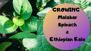 GROWING Malabar Spinach and Ethiopian Kale Home Gardening