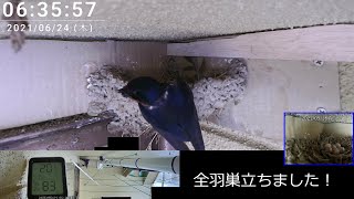 孵化後23日目 2021 ツバメの巣 Swallow's Nest 子育て 観察動画 2021/06/24 08:25～