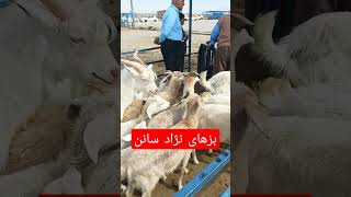 بز و بزغاله های نژاد سانن #سانن #بز #بزغاله #بازاردام_نیشابور #حسن_وجدانی #cow #sheep #ranch #wolf