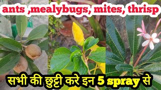 ये 5 बेहद असरदार spray 😎 ants , mealybugs, mites, thrisp , leafcurl  सभी कीट पतंगों की छुट्टी कर दे