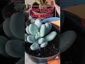 Succulent #moon stone🌱 #shorts 🍂Repotting of moon stone succulent #care