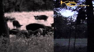 KentOutdoors.com - Jessica's Hog Hunt