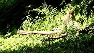 Japanese Monkey Scratches an Itchy