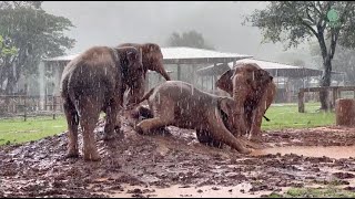 Elephants Love To Play Mud Slide During Heavy Rain - ElephantNews