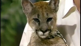 Baby Mountain Lion Stares Down Johnny Carson, Apr 1986, Part 3