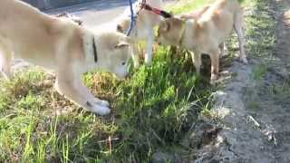 土筆を食べる山陰柴犬ファミリー