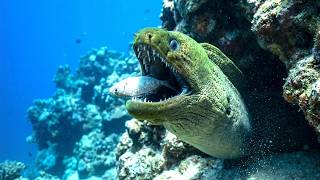 WEAPONIZED | Evolution’s Deadliest Ocean Designs