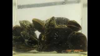 Mussels feeding on gree microalgae