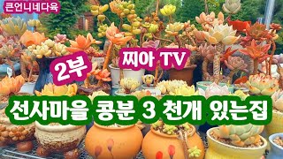 선사마을 콩분 3 천개 있는 찌아맘 다육 2부