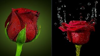 beautiful red roses 🌹 whatsapp Dp images and Mobile wallpapers// cute Red roses images