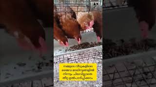 ഒരു രൂപ ചിലവില്ലാതെ തീറ്റ നിർമ്മിക്കാം ||poultry