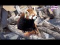 【レッサーパンダ】今日の円山レッサーズ　april 1 2022　red pandas at maruyama zoo