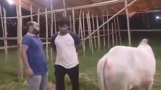 ellakh tia🥴 qurbani funny video 2020