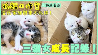 【孤貓工作室】之三貓成長篇－三貓女成長記錄！(豆氏家族體重大比拼)