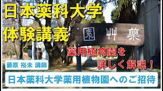 体験講義：「日本薬科大学薬用植物園へのご招待」