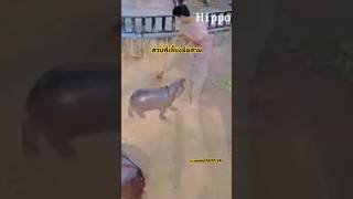 หมูเด้งทดสอบพี่เลี้ยงมือสาม #moodeng #หมูเด้ง #animals #สวนสัตว์เปิดเขาเขียว #shorts