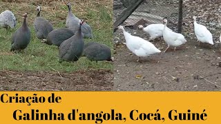 Tudo sobre a criação de GALINHA D'angola, COCÁS, GUINÉ● raças, reprodução, alimentação...