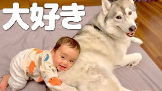 モフモフな愛犬をギュッとして大好きを伝える赤ちゃんとデレデレしちゃうハスキー犬がこちらです・・・笑